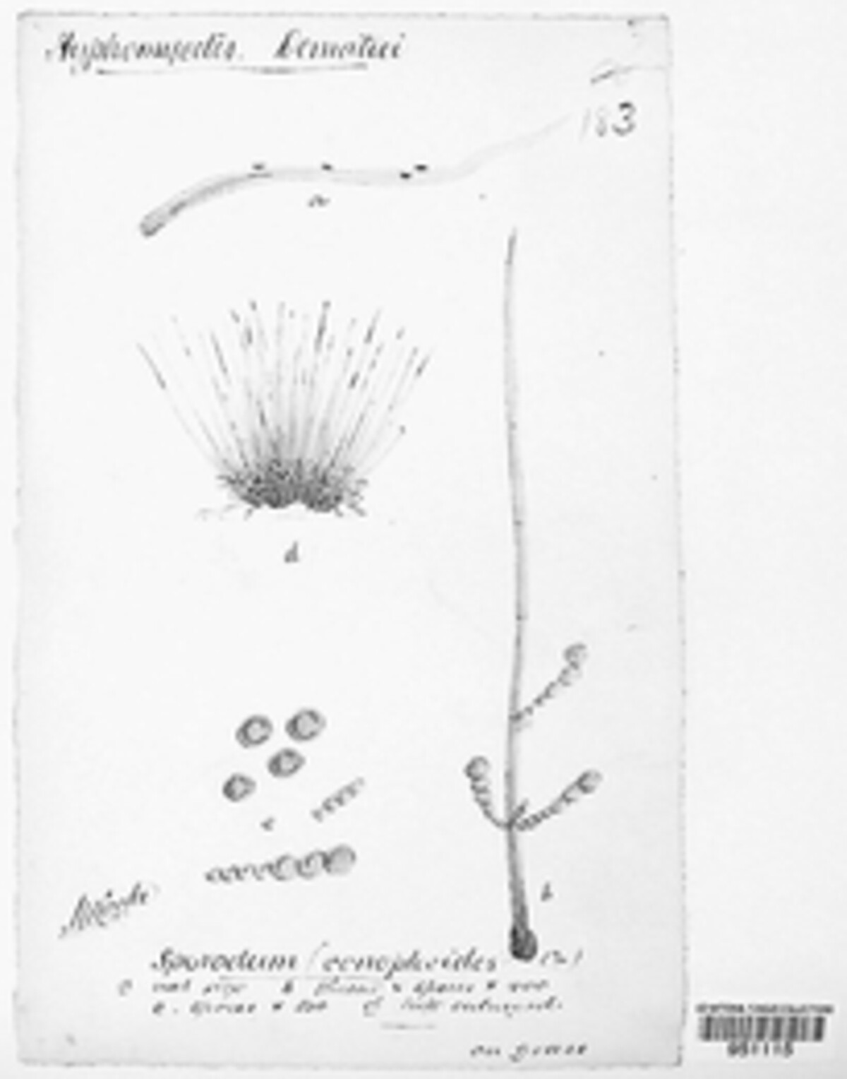 Periconia hispidula image